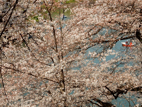 桜2-10.jpg