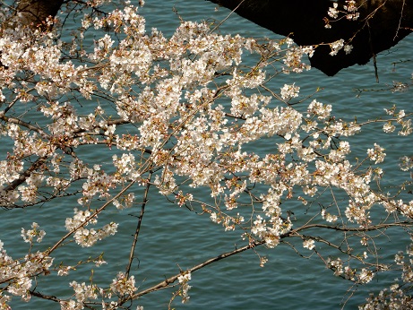 桜2-11.jpg