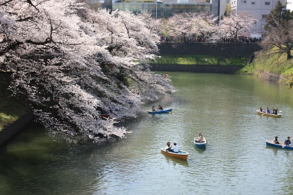 桜2-2.jpg