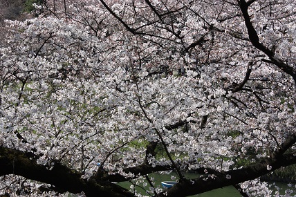 桜2-3.jpg