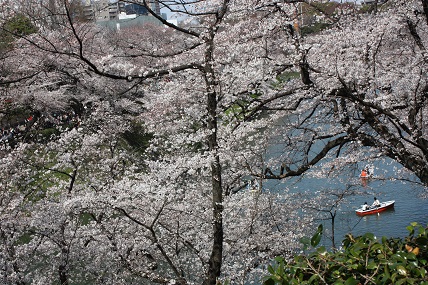 桜2-5.jpg