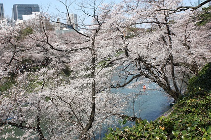 桜2-6.jpg