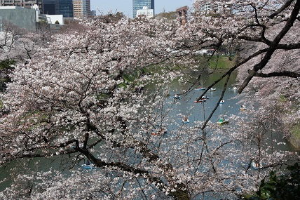 桜2-7.jpg