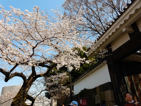 桜2-9.jpg
